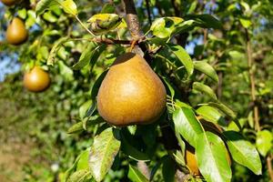 fotografi på tema vacker frukt gren päronträd foto