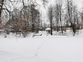 vinter i pavlovsky park vit snö och kalla träd foto