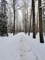 vinter i pavlovsky park vit snö och kalla träd foto