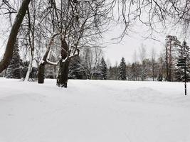 vinter i pavlovsky park vit snö och kalla träd foto