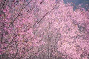 vilda himalaya körsbärsblommor, vacker rosa sakura blomma i vinterlandskap. foto