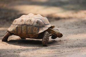 afrikansk sporrad sköldpadda närbild sköldpadda promenader foto