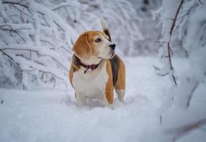 porträtt av en beaglehund för en promenad i en snöig vinterpark foto