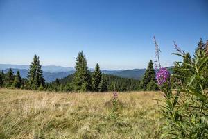 utsikt över barrskogar och klippiga berg i bulgarien. foto