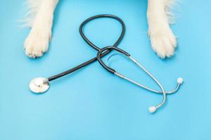 valp hund border collie tassar och stetoskop isolerad på blå bakgrund. liten hund på mottagning hos veterinärläkare på veterinärklinik. husdjur hälsovård och djur koncept foto