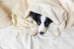 porträtt av söta leende hundvalp border collie låg på kuddefilt i sängen. stör mig inte låt mig sova. liten hund hemma ligger och sover. husdjursvård och roliga husdjur djurlivskoncept. foto
