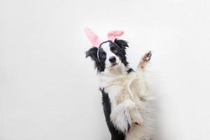 glad påsk koncept. roligt porträtt av söt leende hundvalp border collie som bär påskhareöron isolerad på vit bakgrund foto