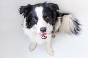 rolig studio porträtt av söta leende hundvalp border collie isolerad på vit bakgrund. ny härlig familjemedlem liten hund som tittar och väntar på belöning. roliga husdjur djur liv koncept. foto