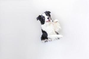 rolig studio porträtt av söta leende hundvalp border collie isolerad på vit bakgrund. ny härlig familjemedlem liten hund som tittar och väntar på belöning. roliga husdjur djur liv koncept. foto