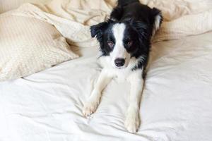 porträtt av söta leende hundvalp border collie låg på kuddefilt i sängen. stör mig inte låt mig sova. liten hund hemma ligger och sover. husdjursvård och roliga husdjur djurlivskoncept. foto