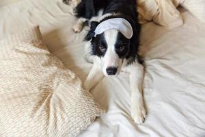 stör mig inte låt mig sova. rolig valp border collie med sovande ögonmask låg på kuddfilt i sängen liten hund hemma ligger och sover. vila god natt sömnlöshet siesta avkoppling koncept foto