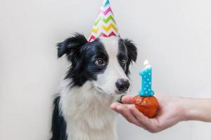 roliga porträtt av söta leende hundvalp border collie bär födelsedag fåniga hatt tittar på cupcake semester tårta med nummer ett ljus isolerad på vit bakgrund. grattis på födelsedagsfest koncept. foto