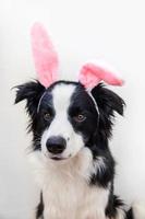 glad påsk koncept. roligt porträtt av söt leende hundvalp border collie som bär påskhareöron isolerad på vit bakgrund foto