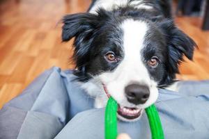 roliga porträtt av söt leende hundvalp border collie håller färgglada gröna leksak i munnen. ny härlig medlem av familjen liten hund hemma leker med ägaren. husdjursvård och djurkoncept. foto