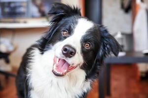 stanna hemma. roliga porträtt av söt leende hundvalp border collie inomhus. ny härlig medlem av familjen liten hund hemma stirrar och väntar. husdjursvård och djurliv karantän koncept. foto