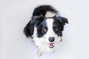 roliga porträtt av söta leende hundvalp border collie sitter isolerad på vit bakgrund. husdjurshund med roligt ansikte tittar på kameran och väntar på belöning. roliga husdjur djur liv koncept. foto