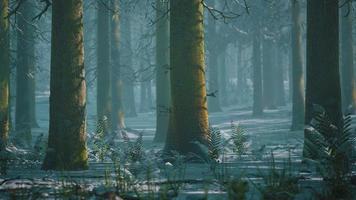 vinter dimmig bok och granskog scen foto