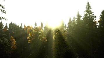 sluttning med barrskog bland dimman på en äng i bergen foto
