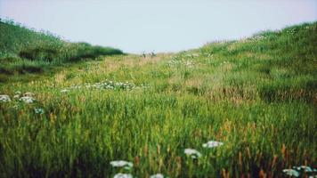 gröna kullar med färskt gräs och vilda blommor i början av sommaren foto