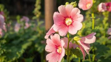 stockrosa växer i trädgården. solen skiner på blommorna på kvällen. foto