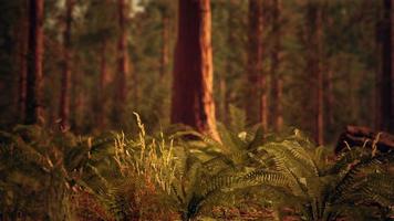 hög skog av sequoias i Yosemite nationalpark foto