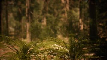 tidigt på morgonen solljus i sequoias av mariposa grove foto