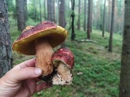 två färska boletus som håller i en hand i skogen foto