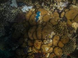 blå jättemussla på koraller i Röda havet foto