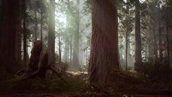 jätte sequoia i den jättelika skogsdungen i sequoia nationalparken foto