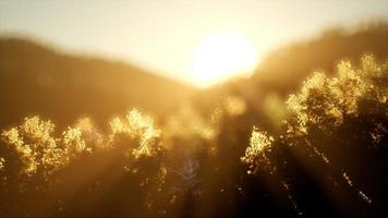 tallskog vid soluppgången med varma solstrålar foto