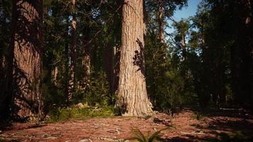 sequoia redwood träd i sequoia nationalpark skogen foto