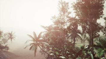 tropisk palm regnskog i dimma foto