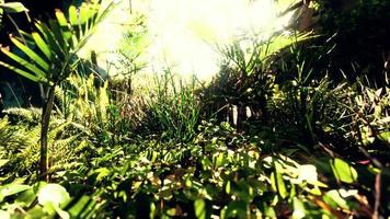 8k närbild tropisk natur gröna löv och gräs foto