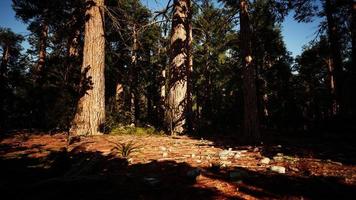 sequoia redwood träd i sequoia nationalpark skogen foto