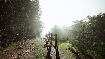 hyperlapse i en sommarskog i dimma foto