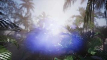 solnedgången strålar genom palmer foto