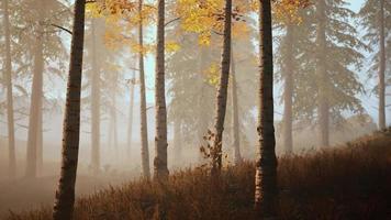 färsk tidig morgon dimma i skogen det soluppgång foto