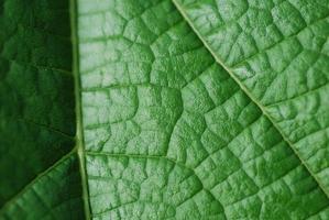 gruenes blatt struktur foto