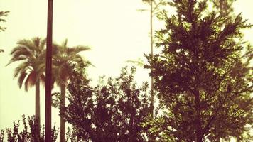 tropiska palmer och gräs på solig dag foto