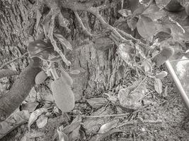 jackfrukt som växer på jack tree på koh samui thailand. foto