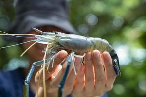 jätte sötvattensräkor i fiskare hand foto