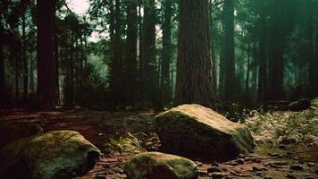 solnedgång i sequoia-skogen foto
