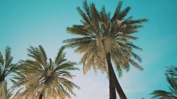 utsikt över palmerna som passerar under blå himmel foto