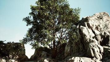 exotiska träd på en klippa nära havet foto