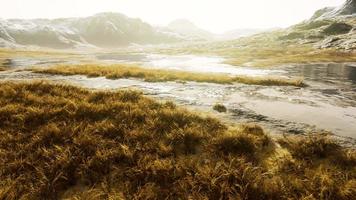 gult torrt gräs på berget i höst foto