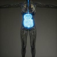3D-illustration av mänskliga delar och funktioner i matsmältningssystemet foto