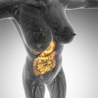 vetenskap anatomi av kvinnans kropp med glöd matsmältningssystemet foto
