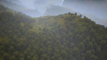 träd på ängen mellan sluttningar med skog i dimma foto