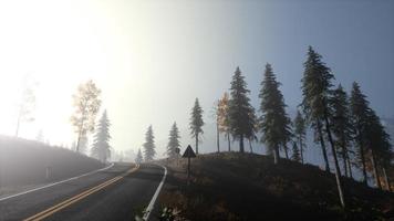 lugn lynnig skog i dimmig dimma på morgonen foto