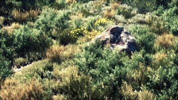 höstfärgat torrt gräs och stenar foto